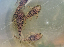 Honeycomb Plecos L519 Rio Itenez