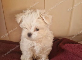 Little tiny Maltese