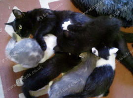 Kittens for sale