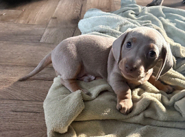 2 miniature dachshund