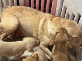 akita puppy for sale