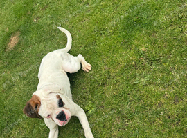 Kc 9Month boxer girl