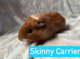 Skinny Carrier Boar