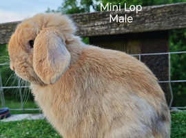 Various Mini Lop