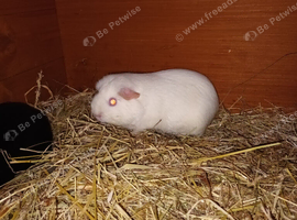 Self white guinea pig sows
