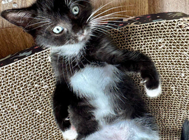 ***RAGDOLL CROSS BOY READY NOW***