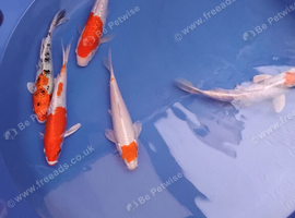 koi available &pound;5