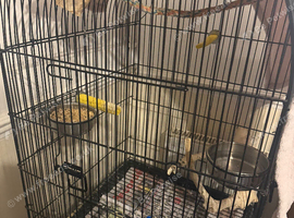 Bonded Male & Female Lovebird Pair &ndash; &pound;45