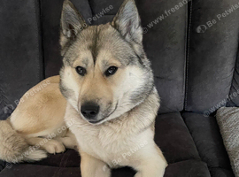 14 month old huskita for sale