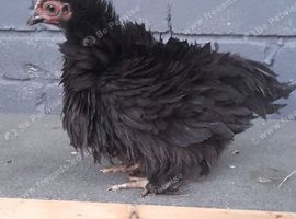 2 bantam chickens