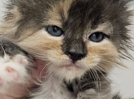 Fluffy Tica reg maine coon kittens