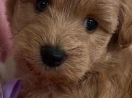 Westie poo  teddy bear faced puppies available