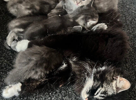 3 beautiful kittens looking for their forever loving home