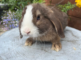 Mini lops ready now