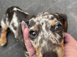 Miniature dachshund