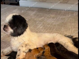 Shih Tzu girl