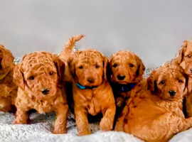 MINIATURE POODLE PUPPIES