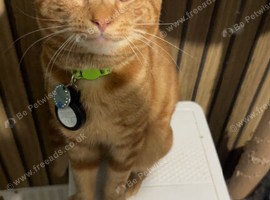 Ginger male cat for sell