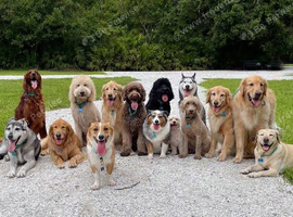 Dog sitting and dog walking swansea