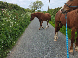 Chestnut 2yr old