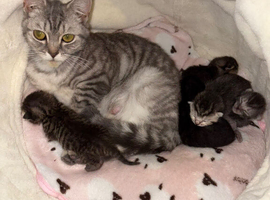British Shorthair Kittens/Bengal Tabby &ndash; Ready for Reservation!