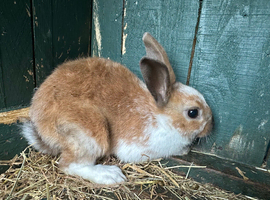 Dutch rabbit In Sheffield