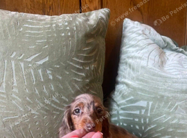 Beautiful Longhaired Miniature Dachshund Puppies