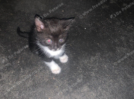 Kittens for sale