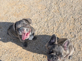 Fluffy french bulldog