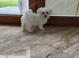 Maltese puppy