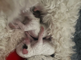 Toy poodle x mini cockapoo