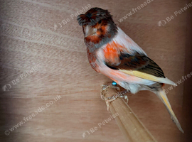 Harlequin canary