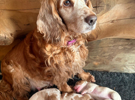 Working cocker puppies