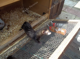 pollcat ferrets x2jills