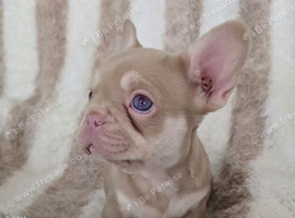 Gorgeous Litter of French Bulldog Puppies