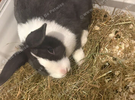 Two beautiful rabbits for sale