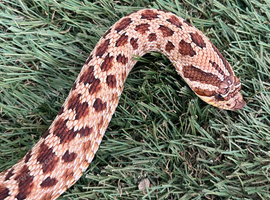 True Hypo Hognose
