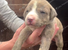 6 stunning collie whippet grey girls
