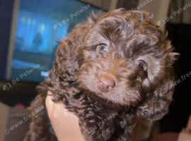 Beautiful chocolate brown toy poodle