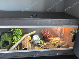 Leopard gecko