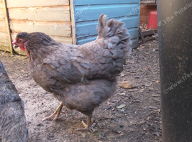Hen for sale, lays olive coloured eggs, used to being around other chickens