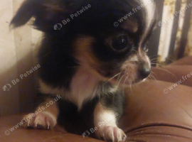 Beautiful long hair chihuahuas