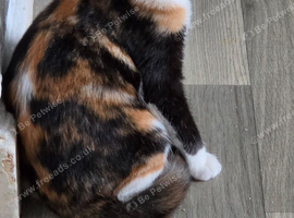 Calico girl