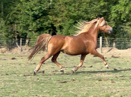 Registered filly