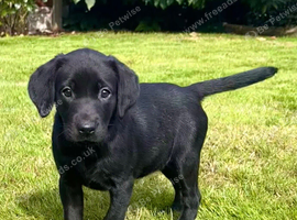Gorgeous Labrador Puppies