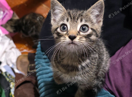 Five kittens for sale 2 boys 3 girls
