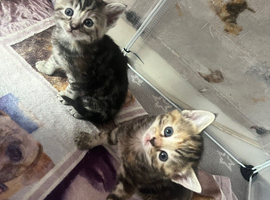 Stunning silvery/brown tabbies