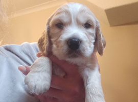 Non Registered Cocker Spaniel Puppies