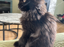 Beautiful Mainecoon kittens