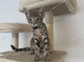 13 weeks old girl kitten